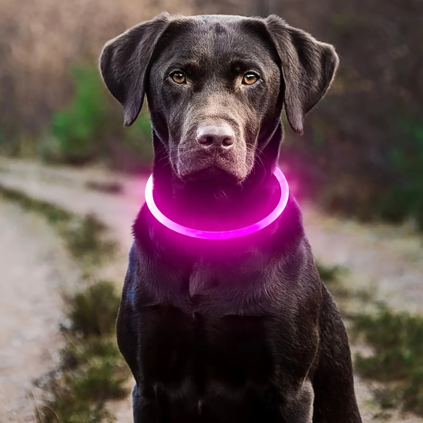 Collar Luminoso LED para Perros – Recargable por USB y Antipérdida