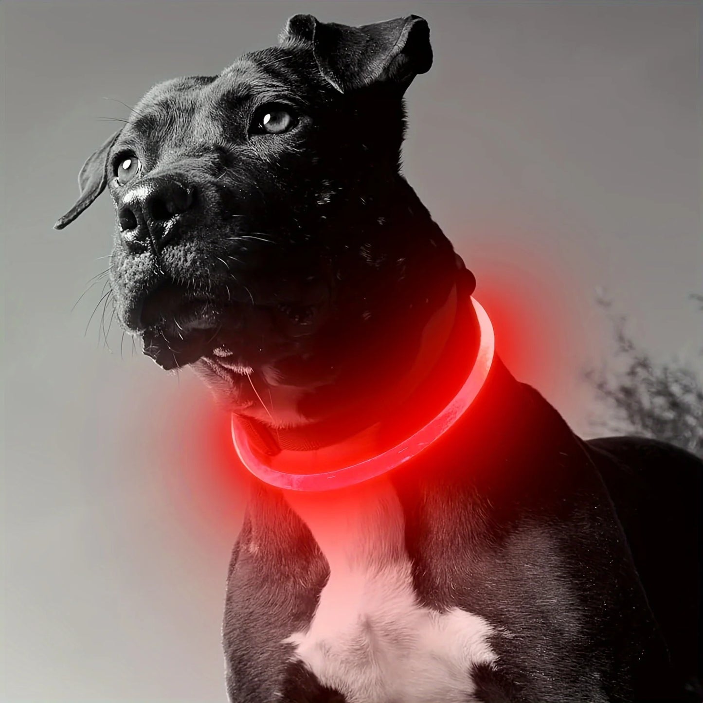 Collar Luminoso LED para Perros – Recargable por USB y Antipérdida